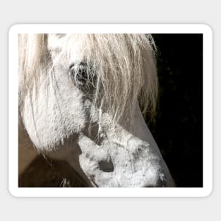 Beautiful white horse portrait on black background Sticker